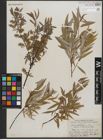 Foto von Salix petiolaris Sm.